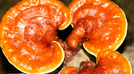 Linh chi - vị thuốc quý từ thiên nhiên